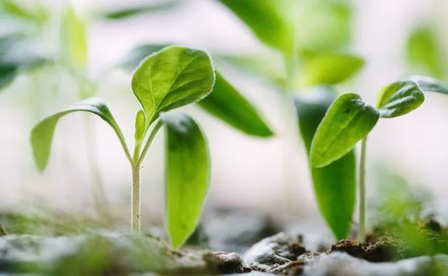 Brote verde creciendo, símbolo de agrociencia